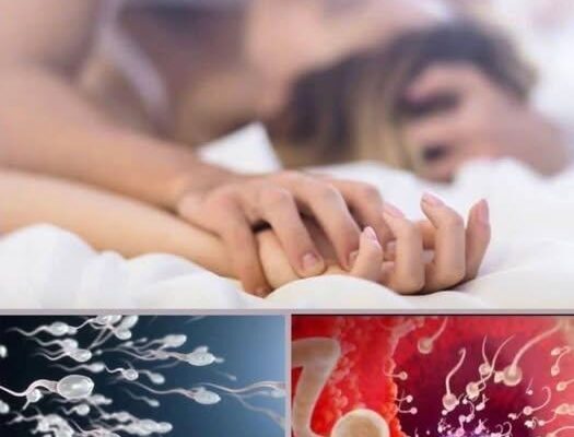 Understanding Male Reproductive Health: Composition, Safety, and Well-Being