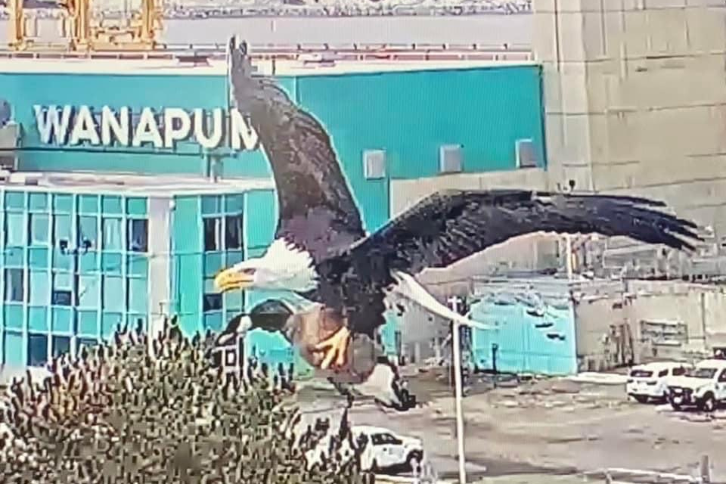 Giant Eagle captured in Ca…